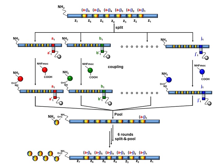 Schematic representation of a DNA-routed library assemply comprising 106 N-acylated pentapeptides
