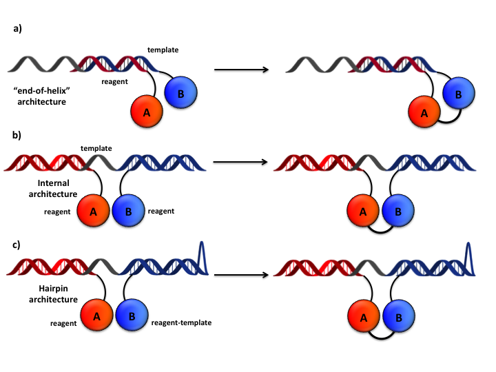 DNA-templated architectures
