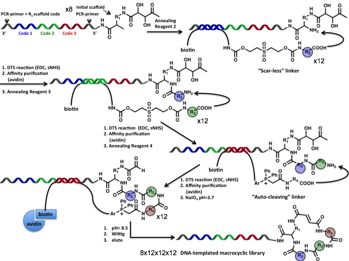 A discrete number of DNA-linked scaffolds simultaneously undergo three consecutive DNA-templated reactions using different DNA-templated reagents.